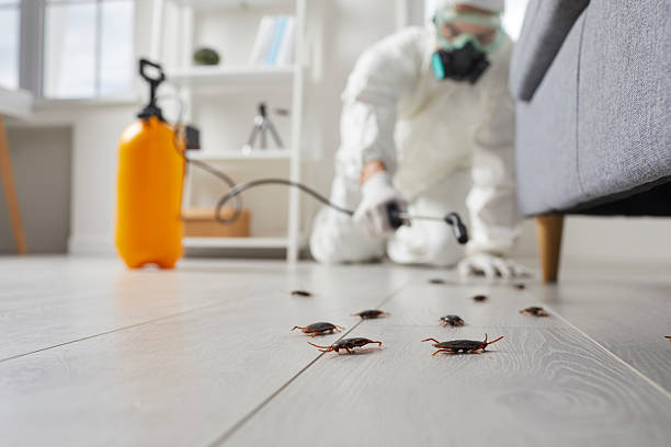Trusted Cockroach Control service in Palm Bay, FL - Nex Pest Control